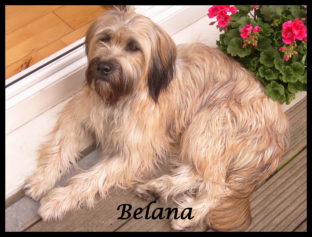 Belana 1 Year