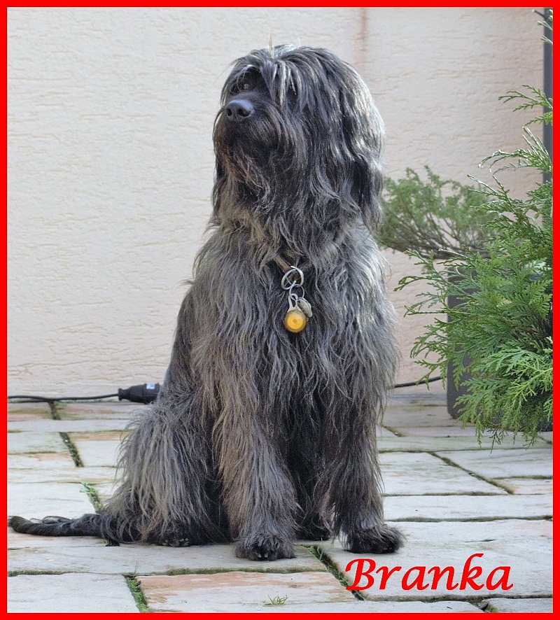 Branka 6 Years