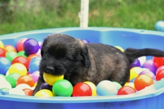 The ball pit