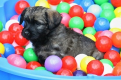The ball pit