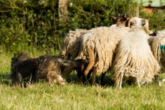 Schafehüter Josie
