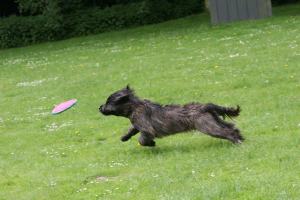 Hobbies Frisbee