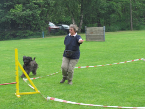 Hundesport im Kreis laufen