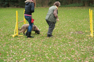 Puppy course