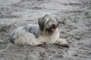 Dune walk