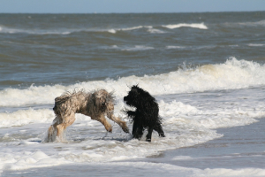 Walk on the beach