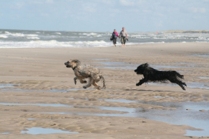 Walk on the beach