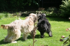 Spring in the garden with Jade and Baika