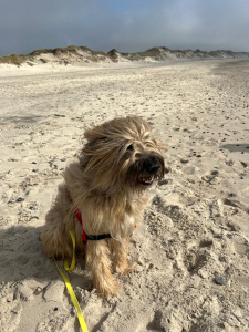 C-Wurf Chewbacca