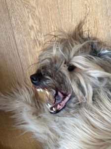 C-Wurf Chewbacca