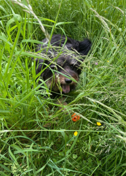 Cuni in the grass