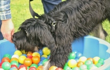 Puppy meeting Parour