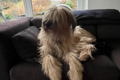Chewbacca Couch