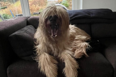 Chewbacca Couch