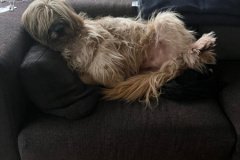 Chewbacca Couch
