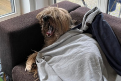 Chewbacca Couch