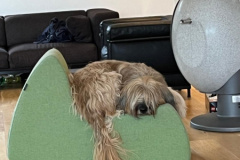 Chewbacca Couch