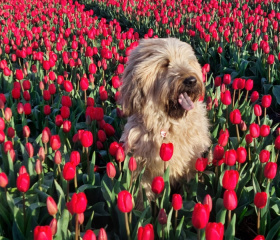 Chiwano-2025-Holland