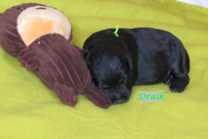 Draik_ersten 8 Wochen