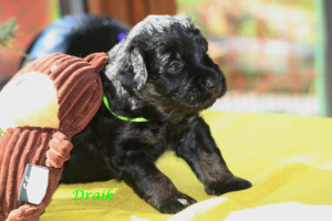 Draik_ersten 8 Wochen