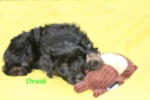 Draik_ersten 8 Wochen