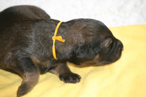 the first eight weeks