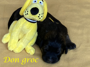 the first eight weeks