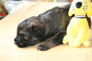 the first eight weeks