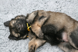 the first eight weeks