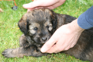 the first eight weeks