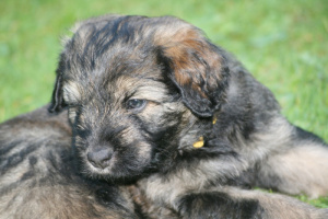 the first eight weeks