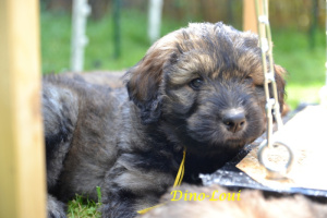 the first eight weeks