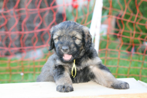 the first eight weeks