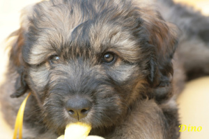 the first eight weeks