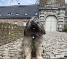 Sir Henry 2026