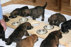 the first meal with feed bank