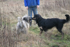 Ringo und Dali