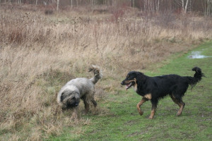 Ringo und Dali