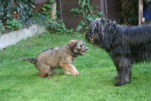 Jade and Baika