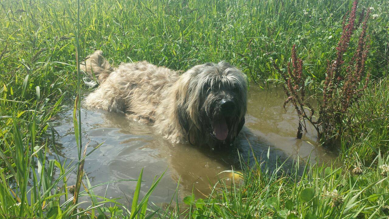 
a cool bath in the heat makes it comfortable