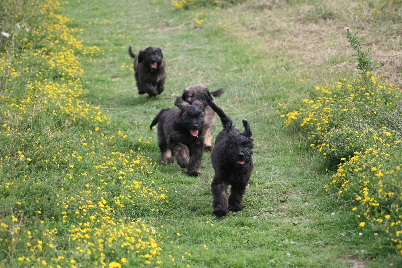 all four in the field