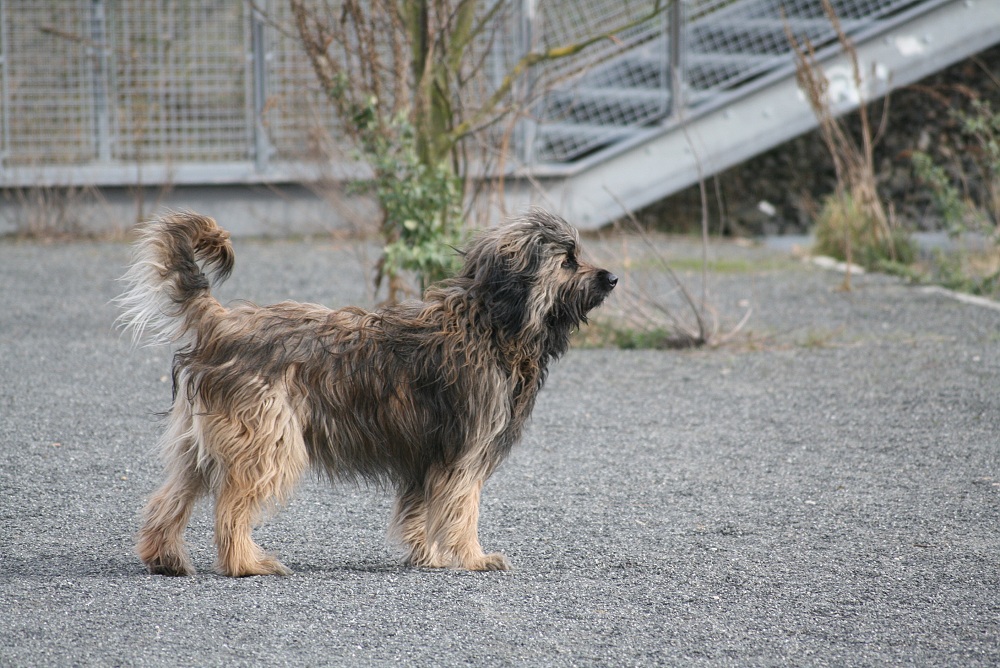 Ringo sucht sein Rudel