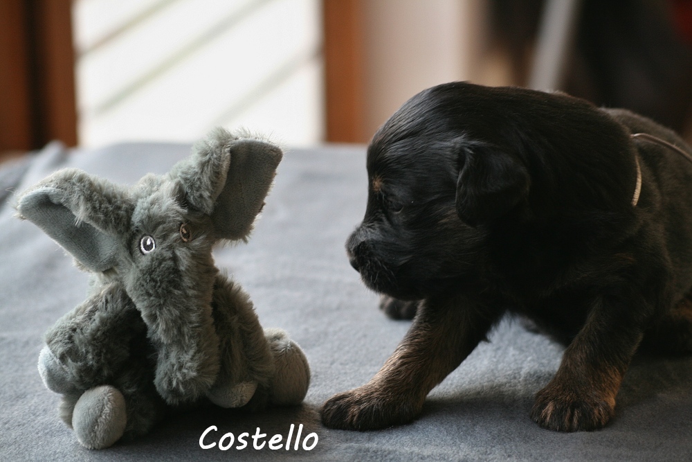 Costello