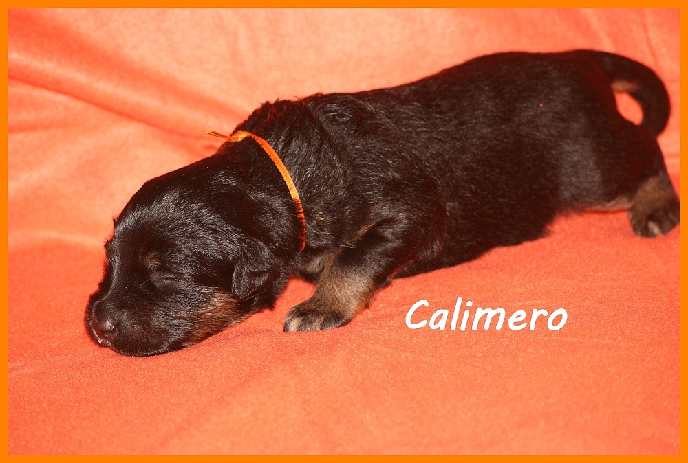 Calimero with 2 weeks