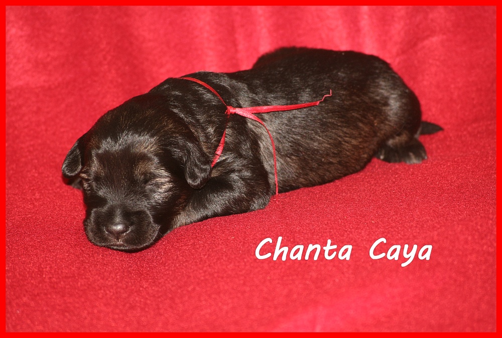 Chanta with 2 weeks