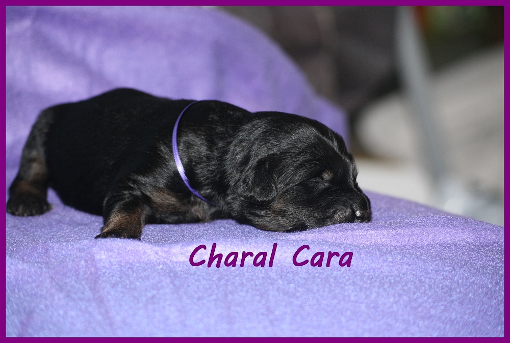 Charal with 2 weeks