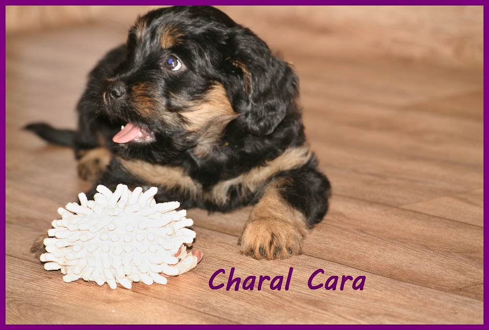 Charal with 8 weeks