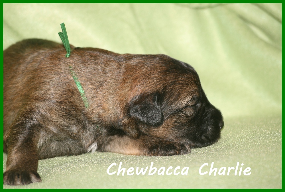 Chewbacca with 2 weeks