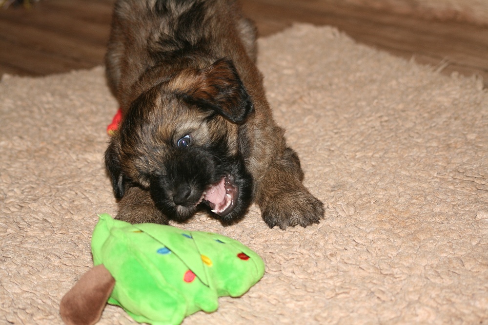 Chewbacca with  6 weeks