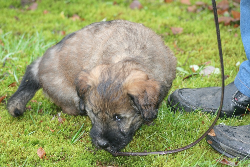 Chewbacca with 7 weeks